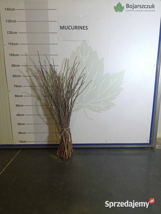 Zrazysztobry agrestu do szczepienia na RYBES