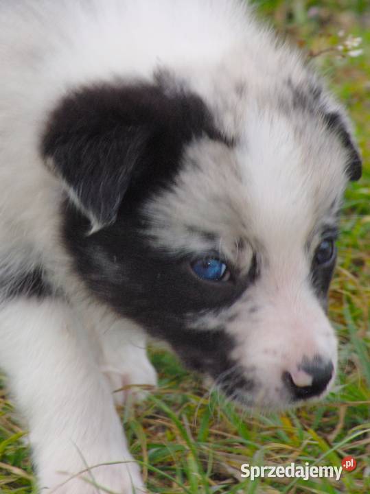 Border collie piesek z błękitnym okiem
