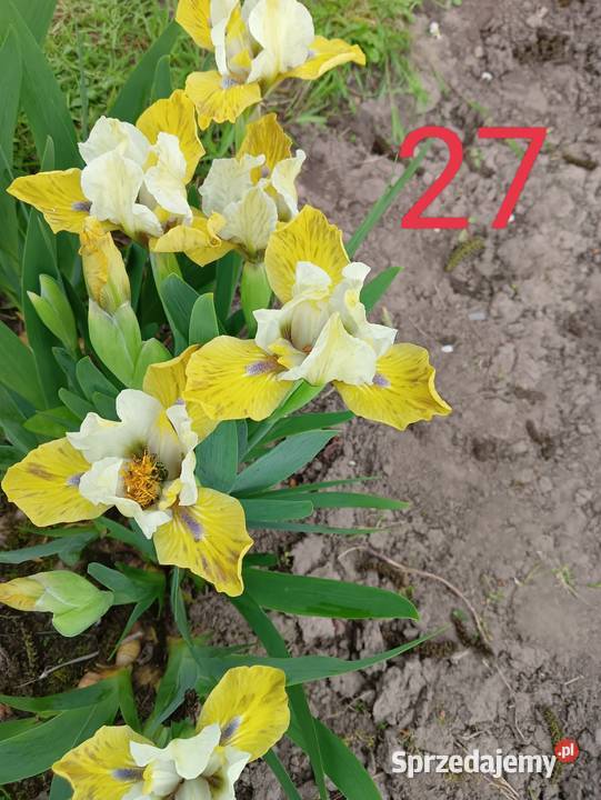 Irys miniaturka 25 kolorów Wacławice