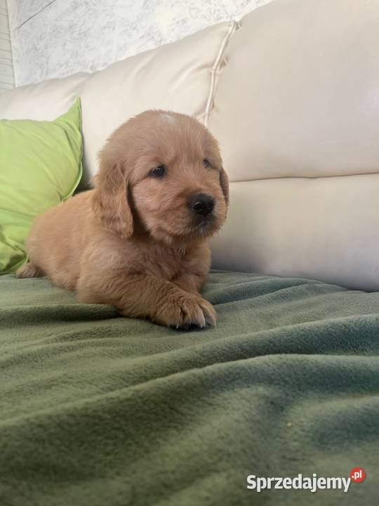 Golden Retriever śląskie Ciechowice