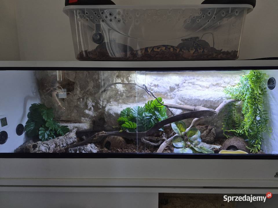 Wąż smugowy terrarium 100x40x40 myszy Bielsko-Biała