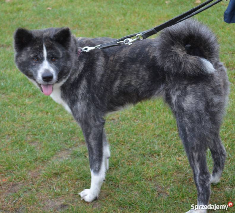 Piękne szczenięta Akita Inu