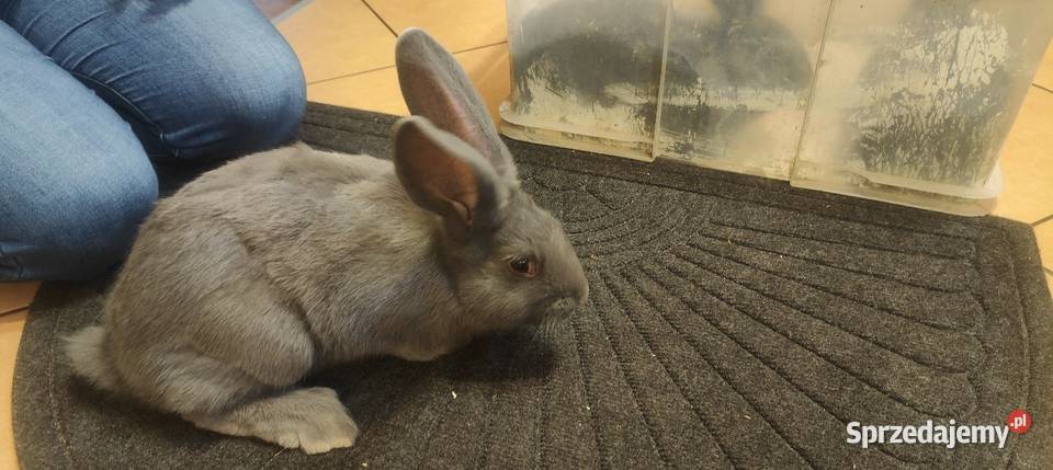 Olbrzym morawski Opole sprzedam