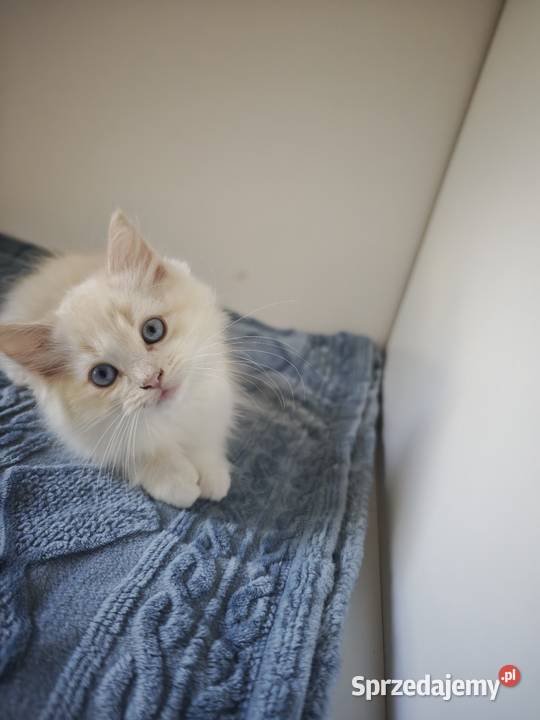 Kocięta Ragdoll Kremowe Lynx Bicolor Kołaków