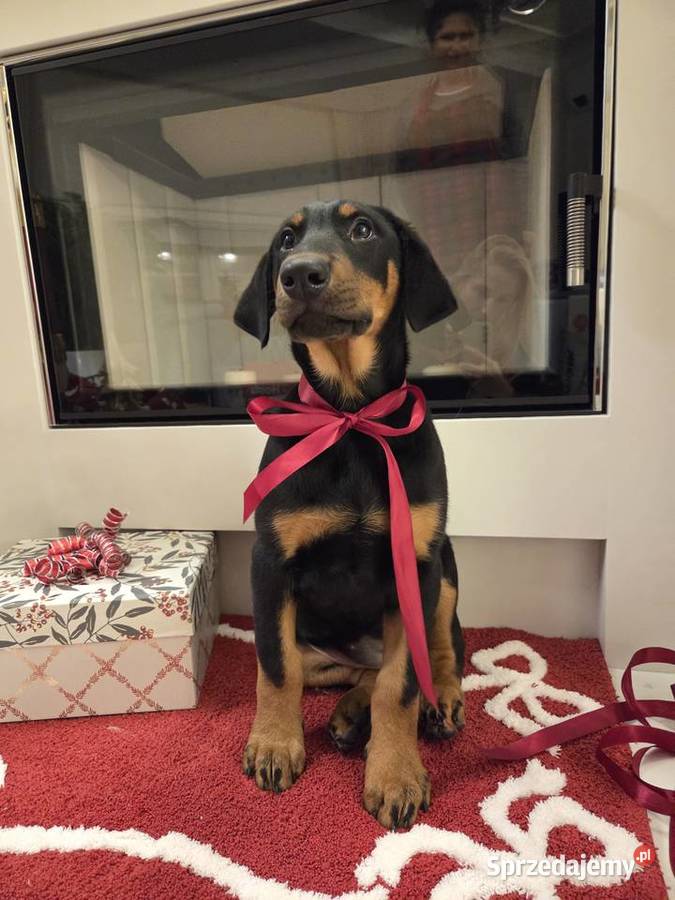 Sprzedam sunie rasy Doberman Panieńszczyzna sprzedam