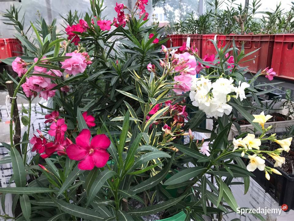 Oleandre kwitnące Brzeźnica
