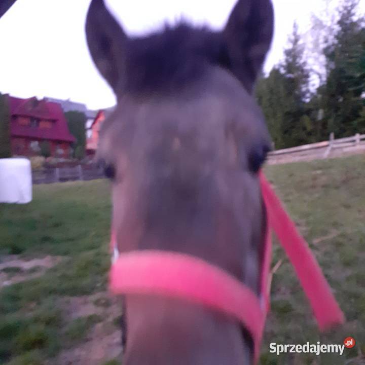 OGIEREK 110 gniady Ochotnica Dolna sprzedam