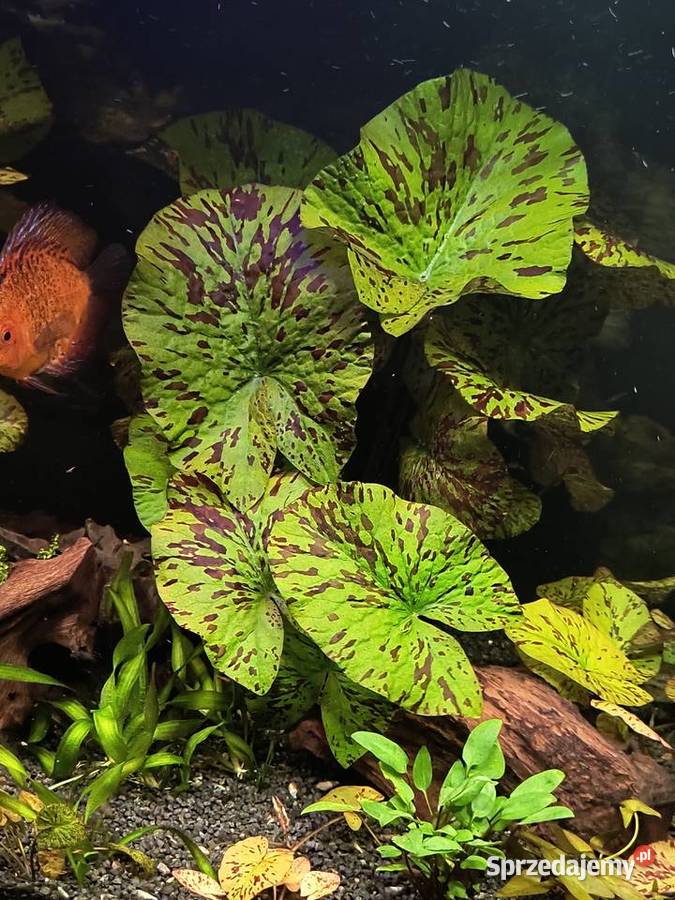 Roślina akwariowa lotos tygrysi Zgorzelec
