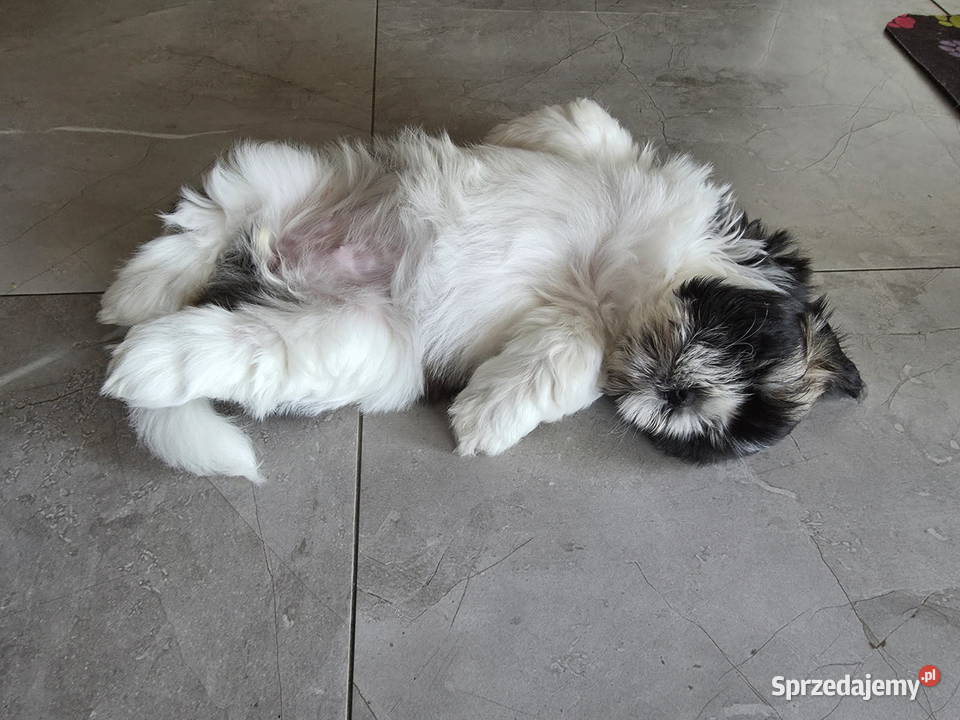 Pięciopokoleniowe Shih Tzu