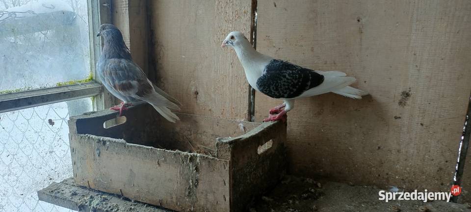 Golembie pocztowe sprzedam