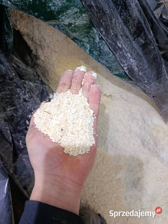 Kukurydza mielona ccm Pozostałe Osiek