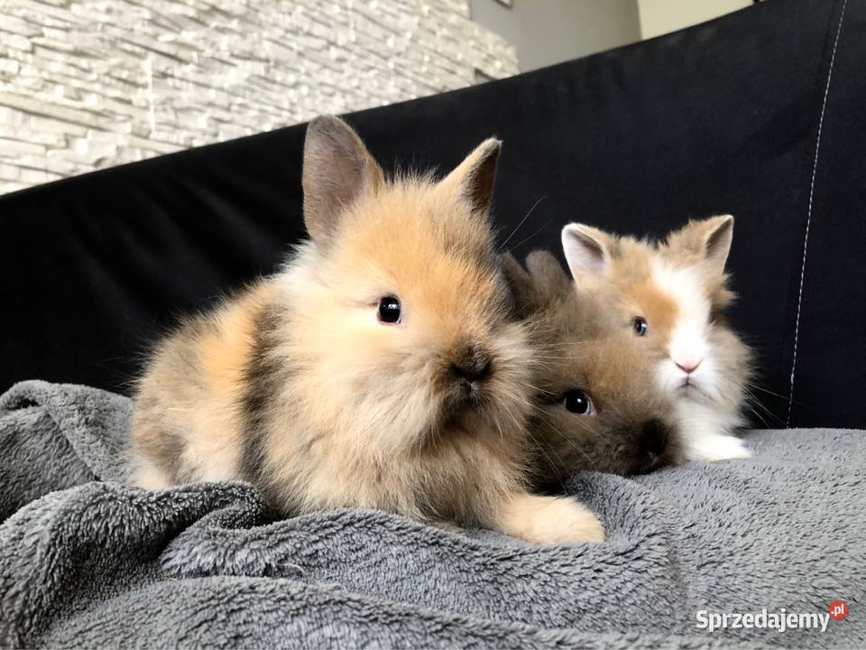 Królik miniaturka króliki miniaturki teddy i Gryzonie Glinik Dolny