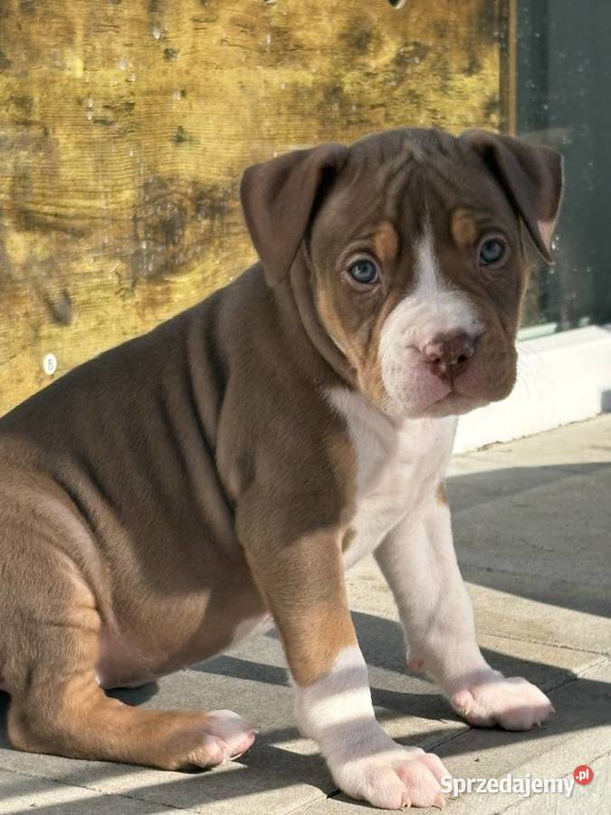 American bully xl szczeniak Czerlejno