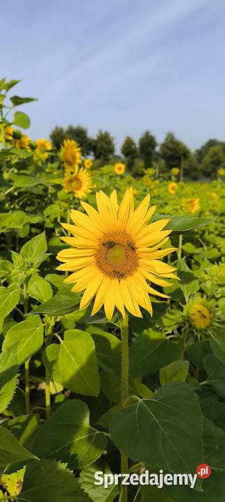 Słonecznik małopolskie