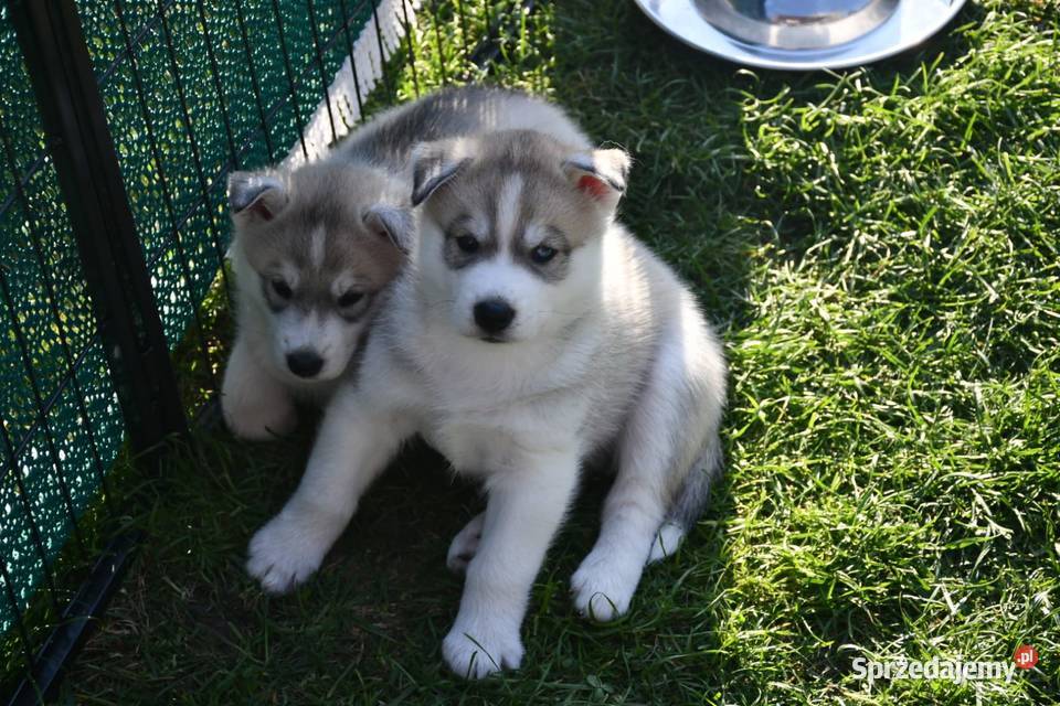 Syberian Husky ZkwP FCI Świętochłowice
