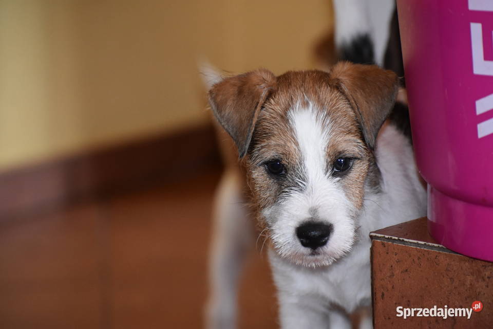 Piękne szczenięta Parson Russell Terrier rodziny Czarny Bór sprzedam