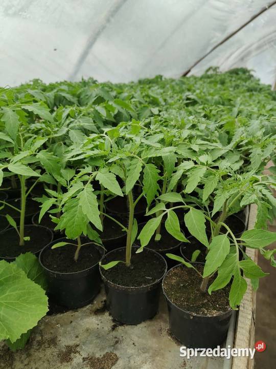 Rozsada Pomidory Ogórki Glew