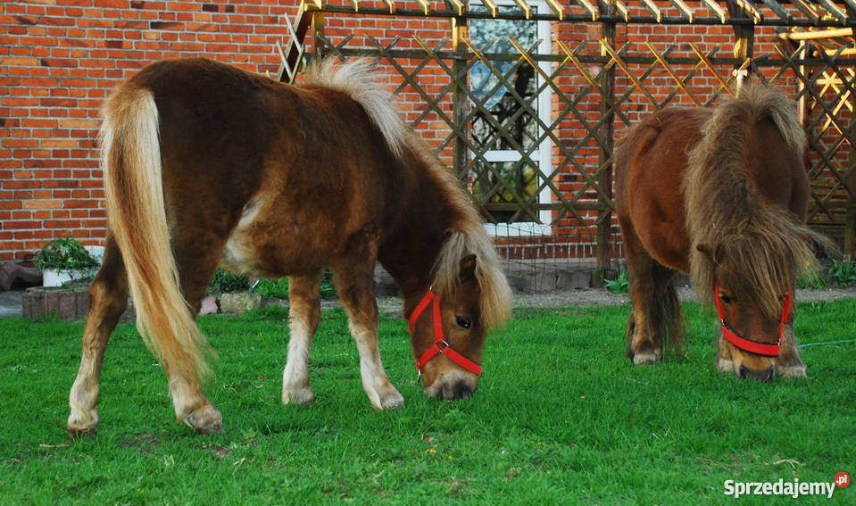 Kuc kuce klacz na sprzedaż Świecie