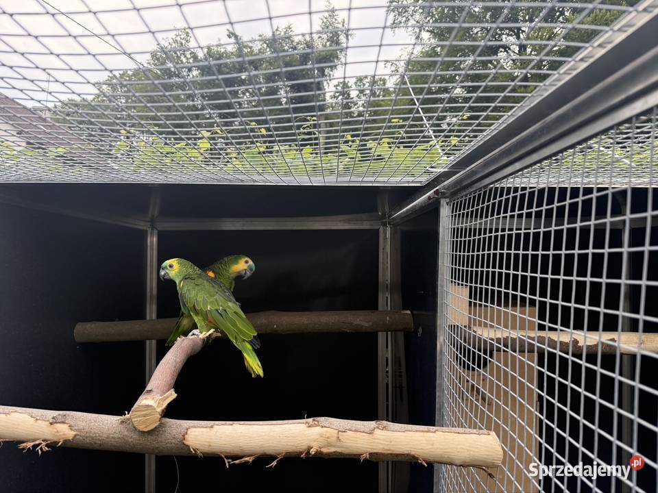 Amazonki niebieskoczelne sprzedam