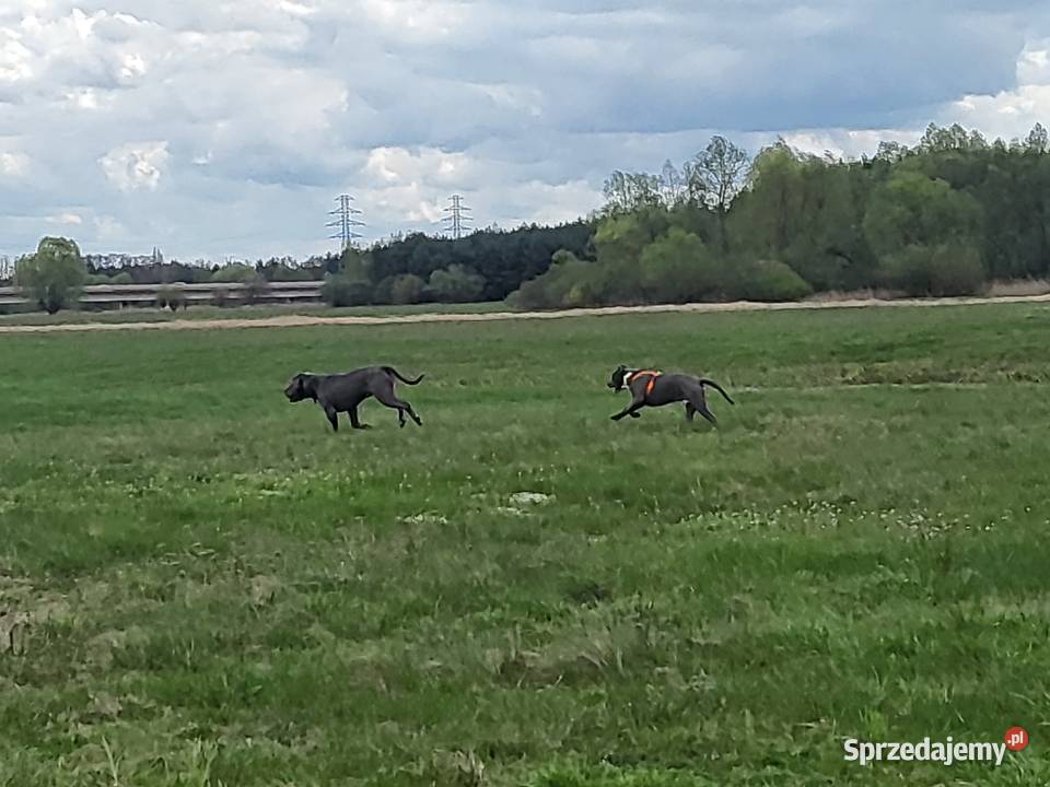 Szczeniaki American Bully XXL szukają domu Konin