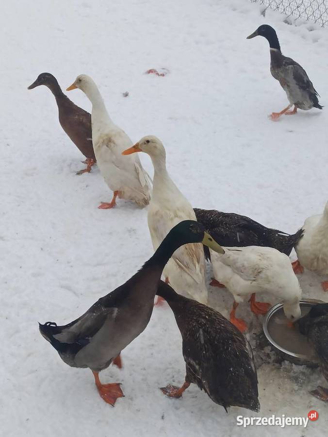 Kaczki biegusy biegusy indyjskie Krasnystaw