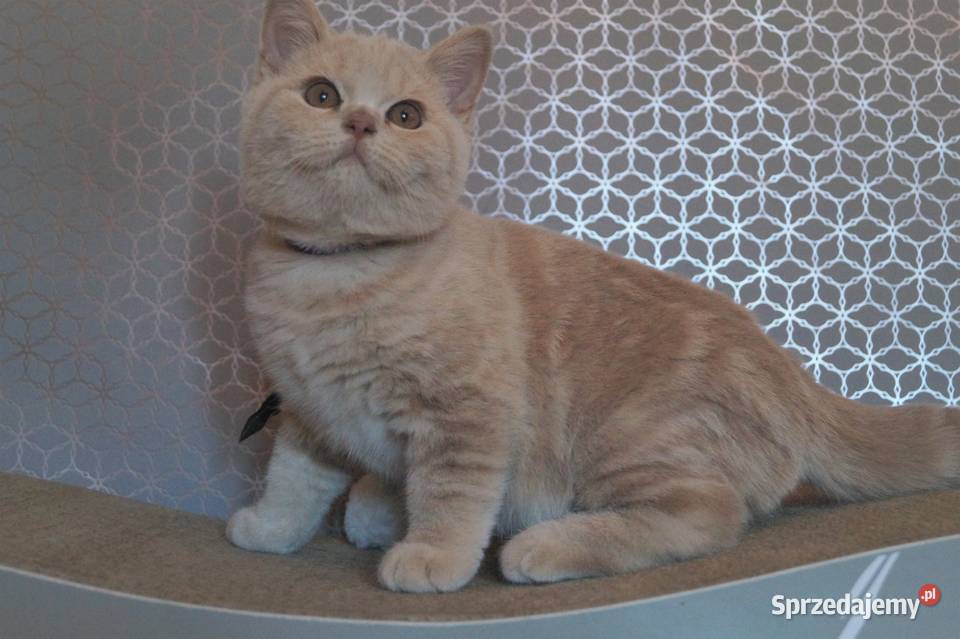 Kocurek Kremowy Brytyjska Rodowód PZFWCF Brytyjski mazowieckie Radzymin