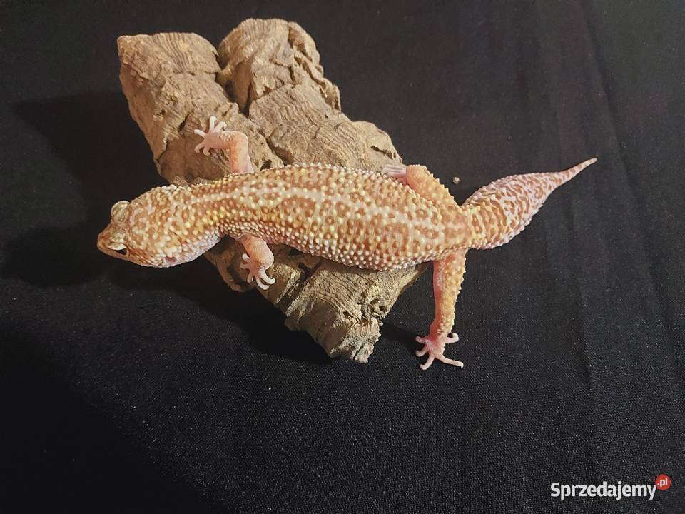 Gekony lamparcie gekon samica pomorskie Reda