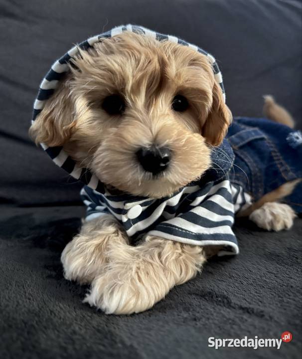 Maltipoo ciemny chłopiec gotowe do odbioru Wadowice