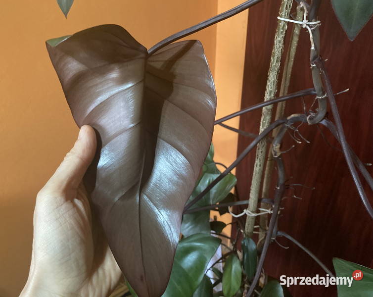 Piękny filodendron Philodendron King of Spades Kraków