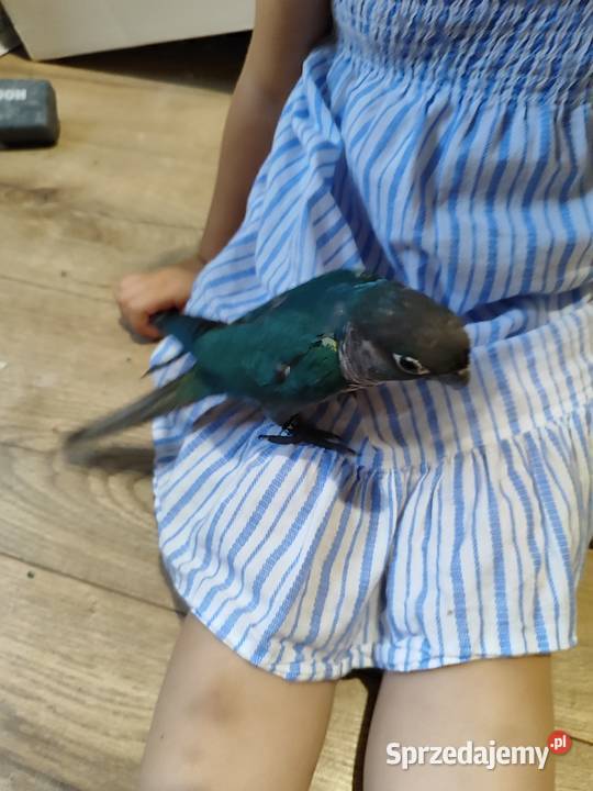 Papugi rudosterki ręcznie karmione Bochnia