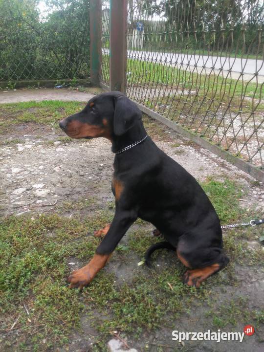 Doberman FCI ZKwP tanio świętokrzyskie