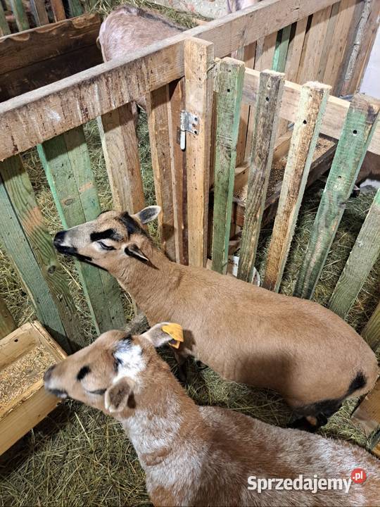 Owca kameruńska Niechobrz