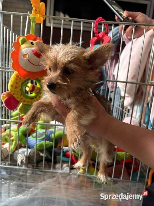 Yorkshire terrier York zloty kolor Gdańsk sprzedam