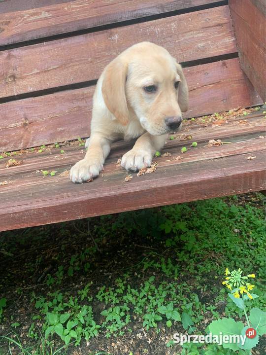 Labrador biszkoptowa suczka