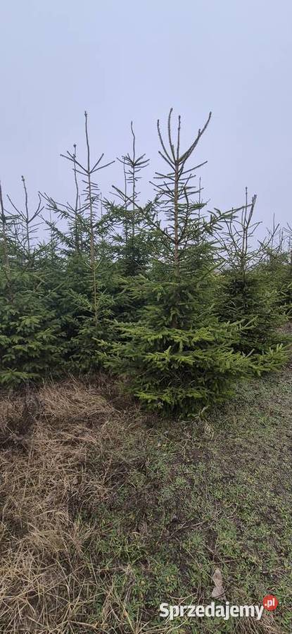 Choinki Swiateczne Swierk Pospolity Plantacja Cekcyn