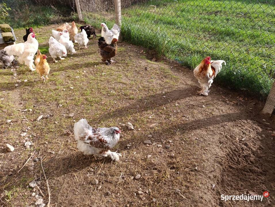 Jajka lęgowe Brahmy olbrzymiej kujawsko-pomorskie Więcbork sprzedam