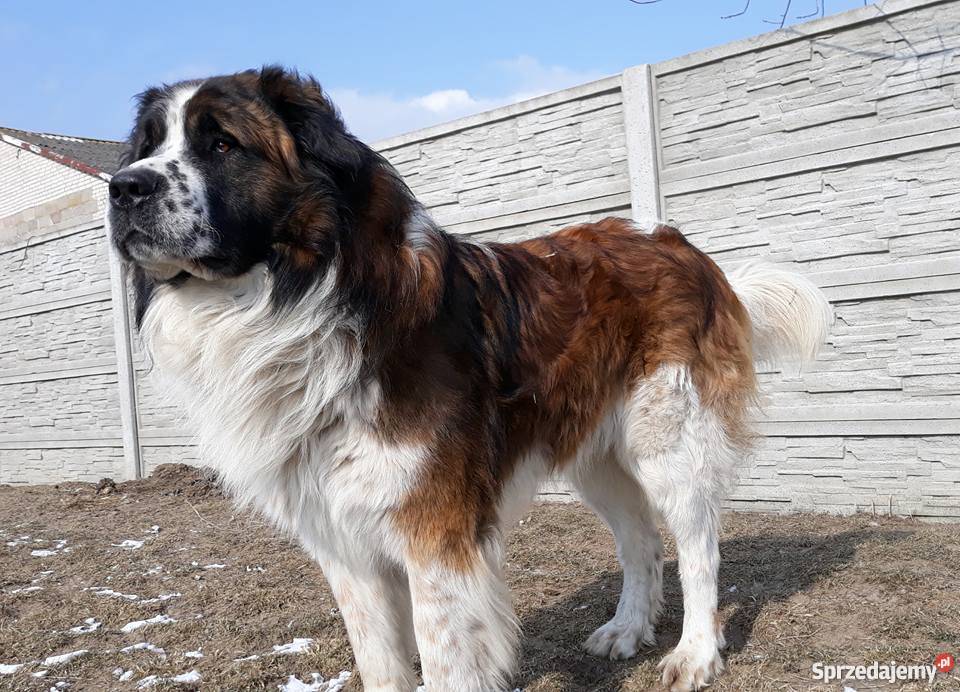Moskiewski pies stróżujący Rokiciny sprzedam