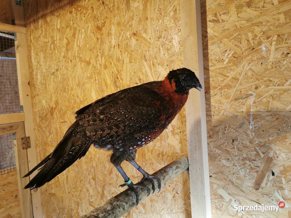 Bażanty Tragopan SATYR Tragopan czerwony Ptaki z Andrychów sprzedam
