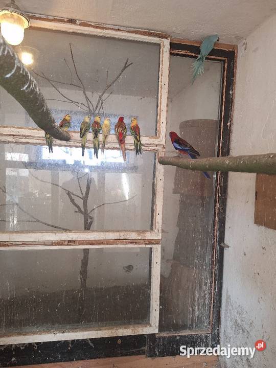 Sprzedam papugi świergotki wielkopolskie Mechlin