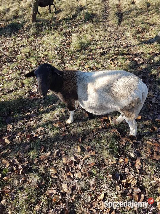 Pożycze barana do owiec Stadła
