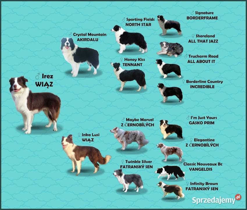 Wspaniały Pies FABIO BORDER COLLIE z pełną dok Iwonicz