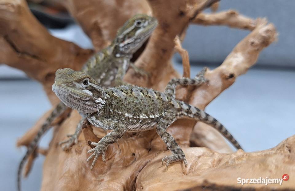 Agama brodata karłowata Wołomin sprzedam