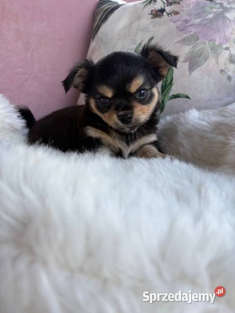 Chihuahua śliczny tricolor piesek Łódź