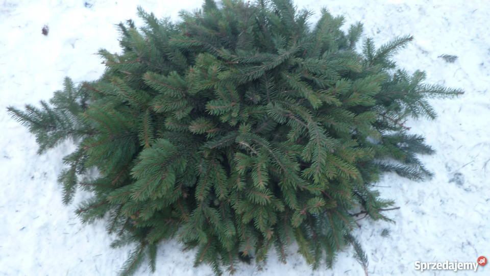 podkłady pod Wieńce wiązanki stroiki