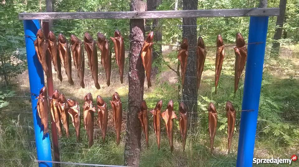 Kaszuby atrakcyjną działkę leśną z linią pomorskie Borowy Młyn