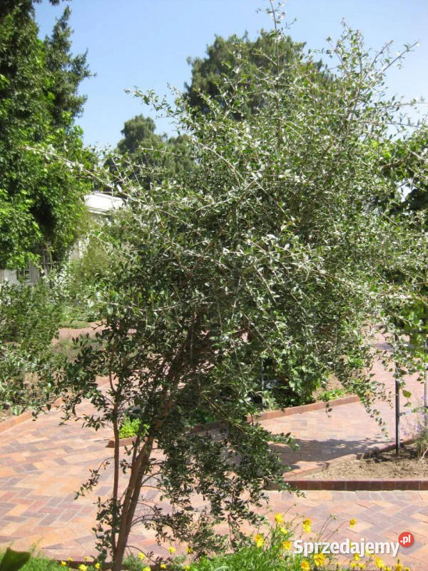 LAWSONIA BEZBRONNA Lawsonia inermis NASIONA 100g Lubanie