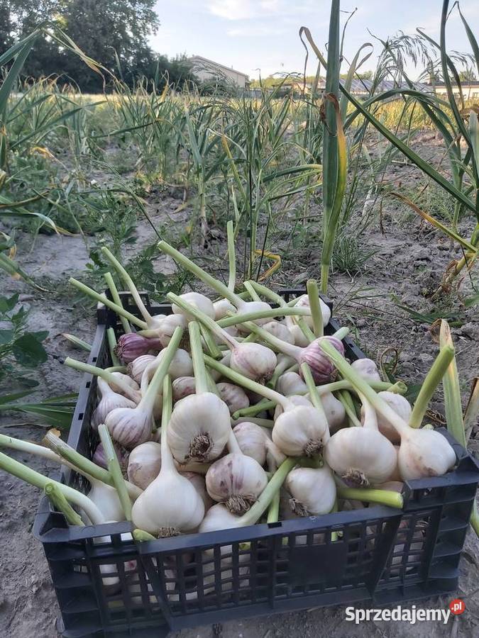 Czosnek z własnej uprawy ekologiczny Rośliny okopowe Produkcja roślinna Kąkolewnica Północna