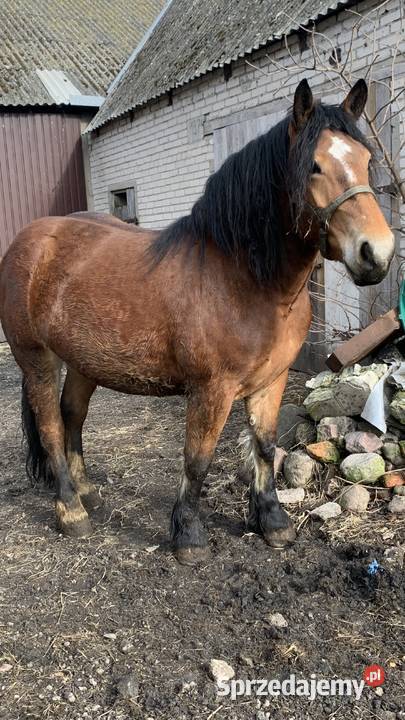 Sprzedam zrebice Waniewo