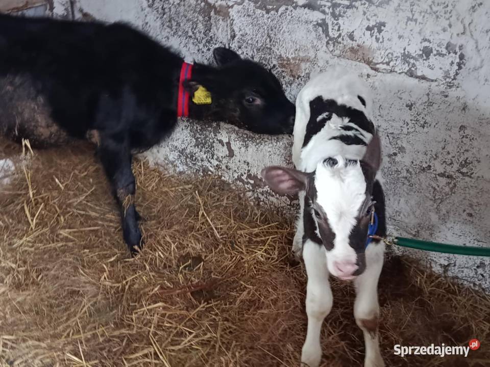 sprzedam cielaki Hrubieszów