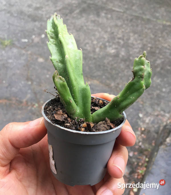 Stapelia grandiflora 11 duże włochate kwiaty małopolskie Kraków
